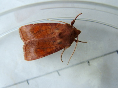 Ear Moth